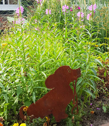 Lumpi-will-ausgehen Hund Lumpi